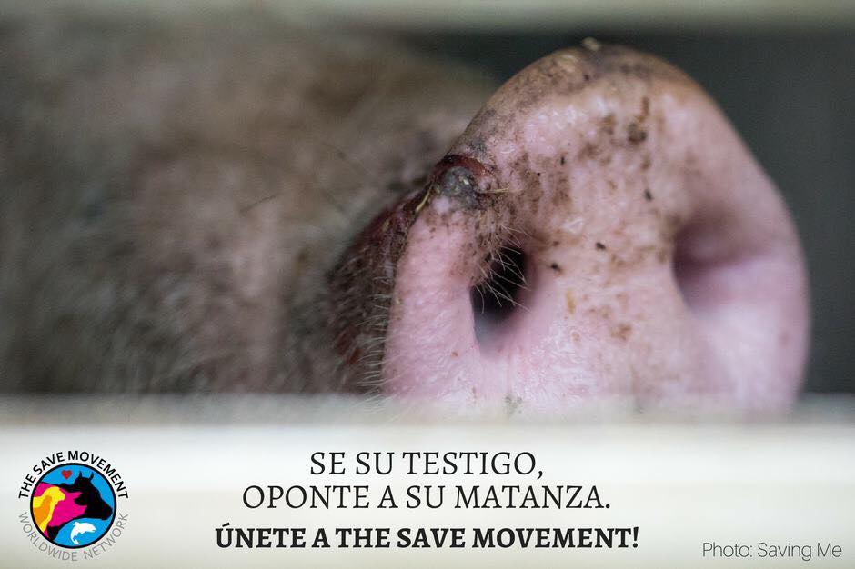 save-movement Lugo Animal Save